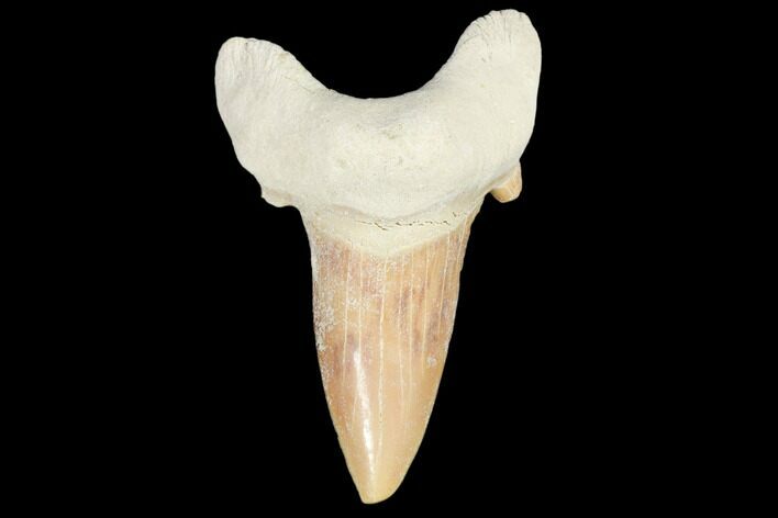 Fossil Shark Tooth (Otodus) - Morocco #103223